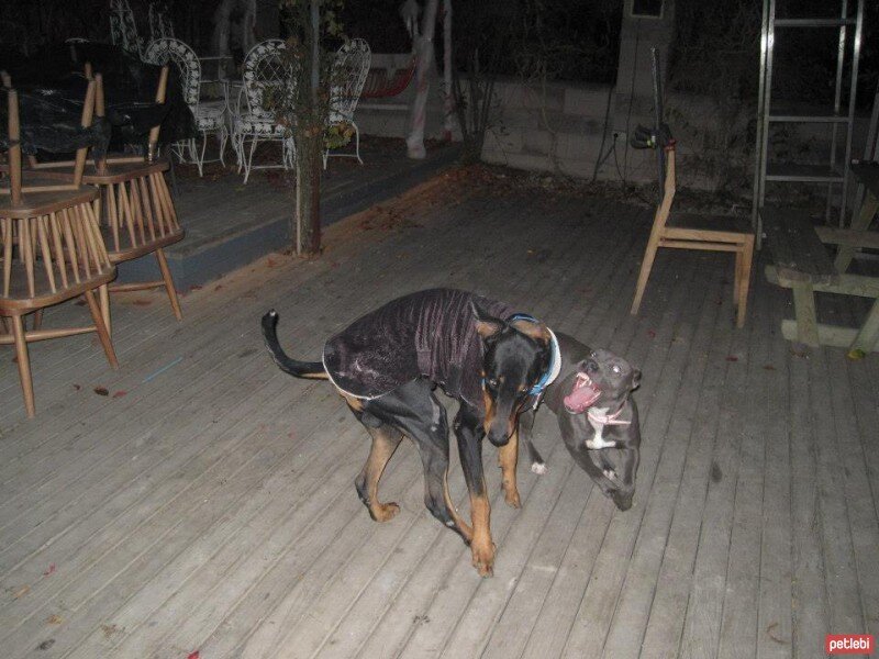 Doberman Pinscher, Köpek  LEON fotoğrafı