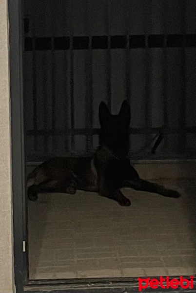 Belçika Malinois, Köpek  Barut fotoğrafı