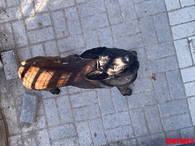 Belçika Malinois, Köpek  Barut fotoğrafı