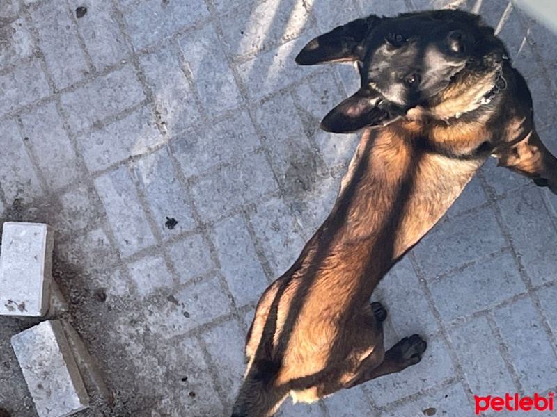 Belçika Malinois, Köpek  Barut fotoğrafı