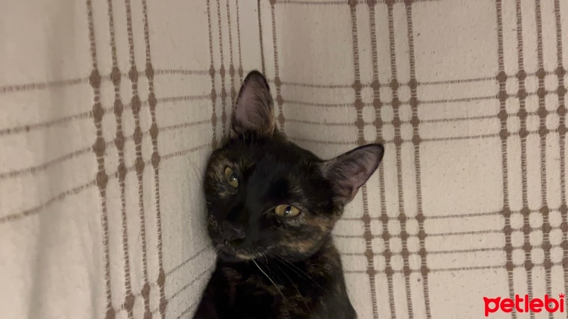 Manx, Kedi  incir fotoğrafı