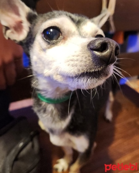 Jack Russell Terrier, Köpek  Kaju fotoğrafı