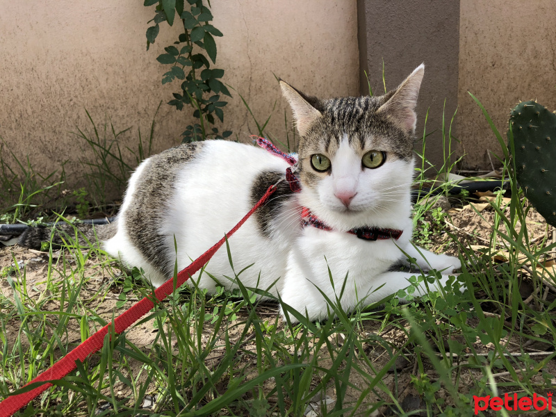 American Wirehair, Kedi  Bella fotoğrafı