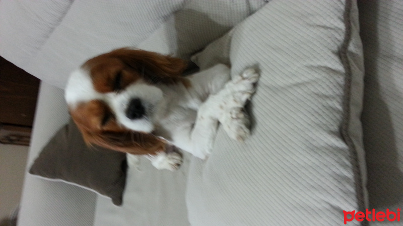 Cavalier King Charles Spanieli, Köpek  Odi fotoğrafı