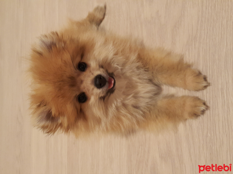 Pomeranyalı, Köpek  Paris fotoğrafı