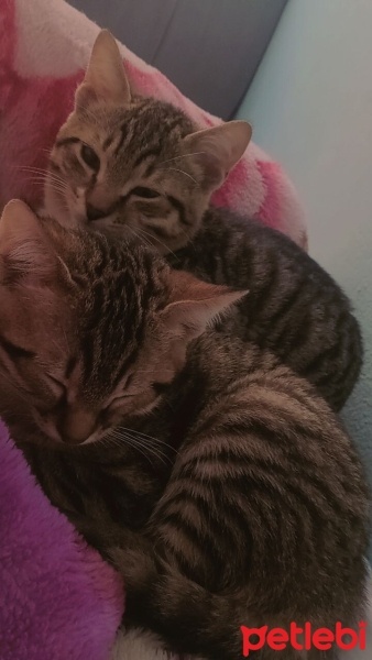 Tekir Kedi, Kedi  Mia fotoğrafı