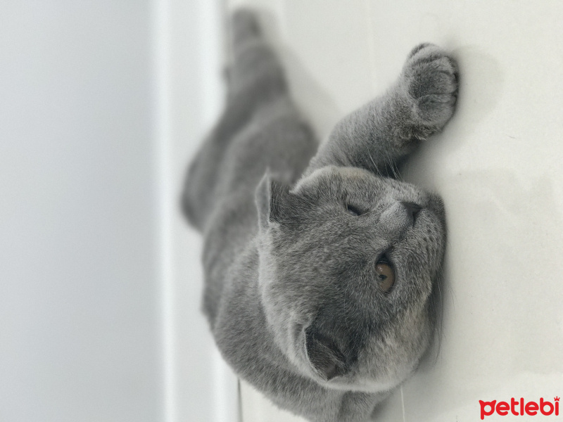 Scottish Fold, Kedi  bella fotoğrafı