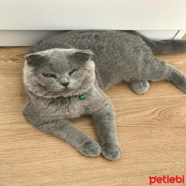 Scottish Fold, Kedi  bella fotoğrafı