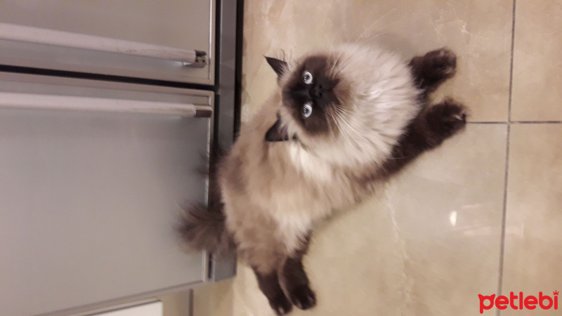 Himalayan, Kedi  Pelinsu fotoğrafı