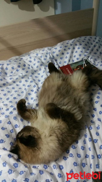 Himalayan, Kedi  Pelinsu fotoğrafı