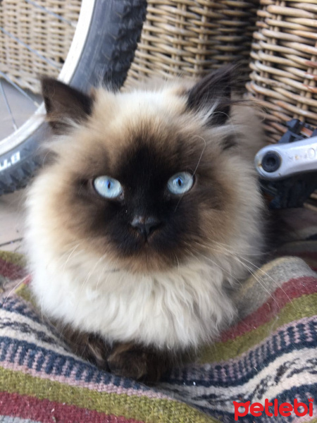 Himalayan, Kedi  Pelinsu fotoğrafı