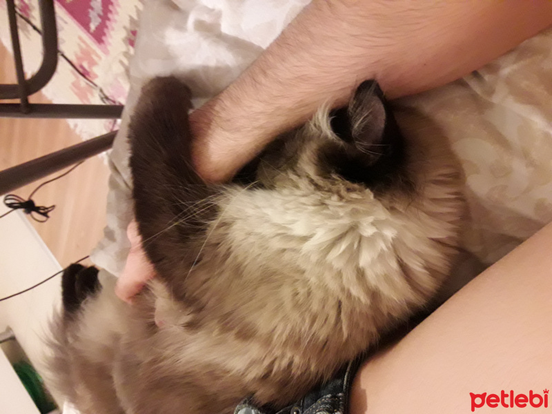 Himalayan, Kedi  Pelinsu fotoğrafı