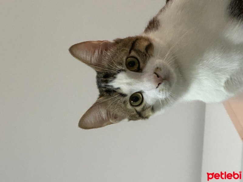 Tekir Kedi, Kedi  Çakır fotoğrafı