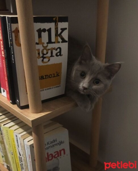 British Shorthair, Kedi  Güneş fotoğrafı