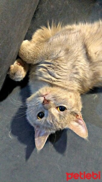 British Shorthair, Kedi  Güneş fotoğrafı