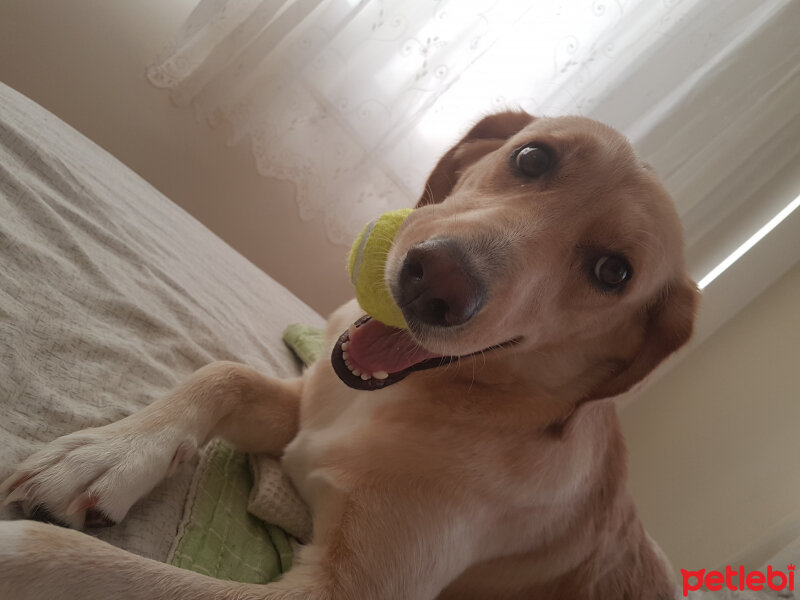 Golden Retriever, Köpek  Tantuni fotoğrafı