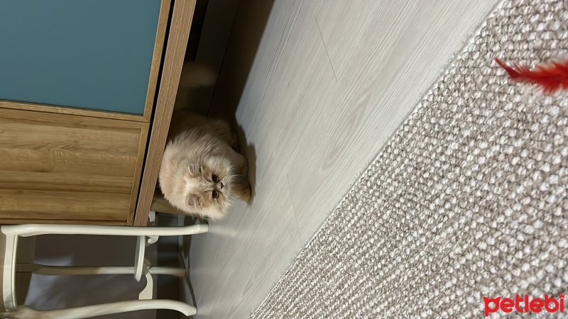 İran Kedisi (Persian), Kedi  Şans fotoğrafı
