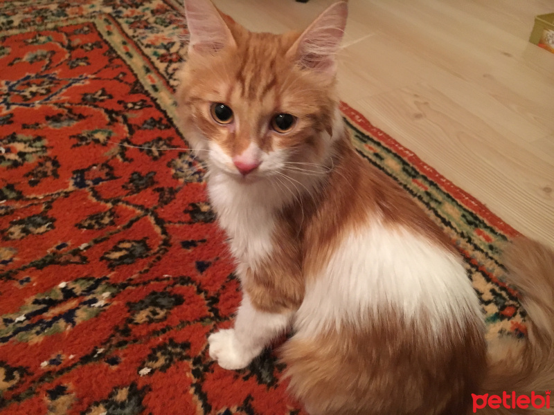 Tekir Kedi, Kedi  Sherlock fotoğrafı