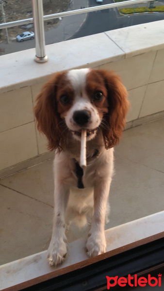 Cavalier King Charles Spanieli, Köpek  Haydut fotoğrafı