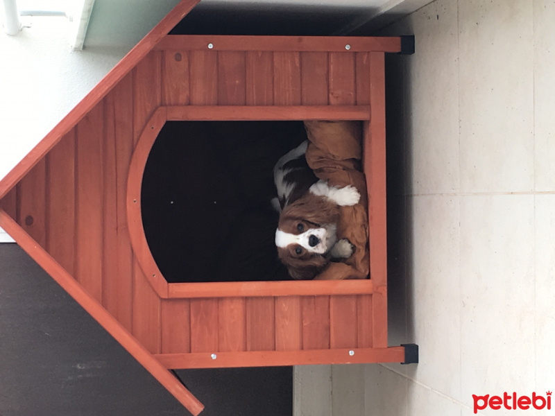 Cavalier King Charles Spanieli, Köpek  Haydut fotoğrafı