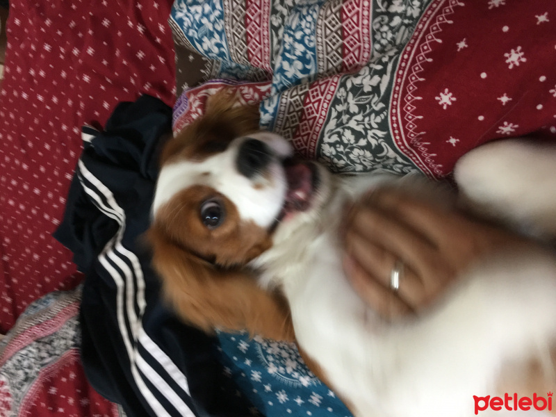 Cavalier King Charles Spanieli, Köpek  Haydut fotoğrafı