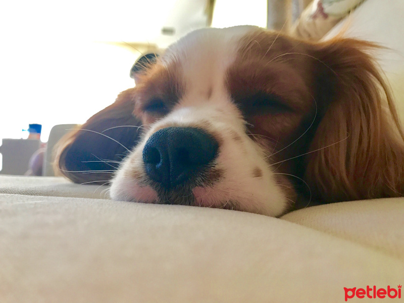 Cavalier King Charles Spanieli, Köpek  Haydut fotoğrafı