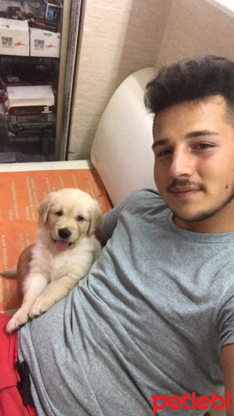Golden Retriever, Köpek  Shot fotoğrafı