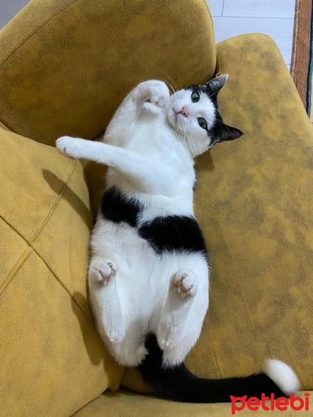 Tuxedo (Smokin) Kedi, Kedi  Pamuk fotoğrafı