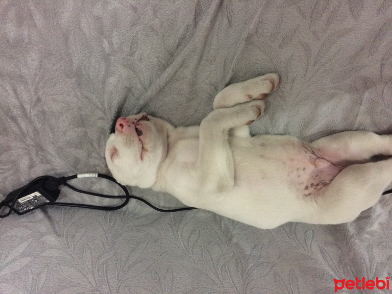 Dogo Arjantin, Köpek  Grey fotoğrafı