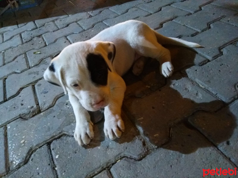Dogo Arjantin, Köpek  Grey fotoğrafı