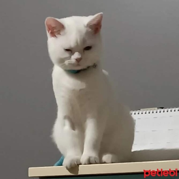 British Shorthair, Kedi  Bulut fotoğrafı