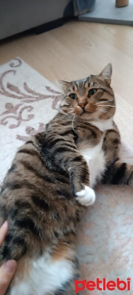 Tekir Kedi, Kedi  Vegas fotoğrafı