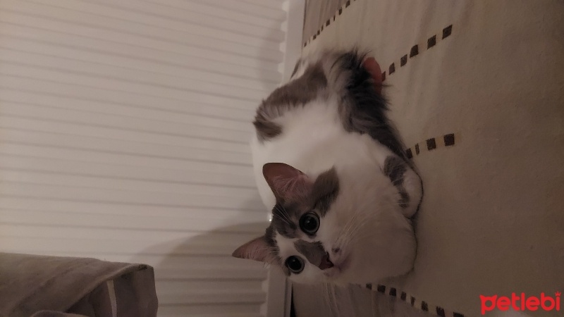 Tekir Kedi, Kedi  Dobby fotoğrafı
