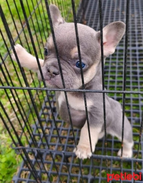 Fransız Bulldog, Köpek  Missy fotoğrafı