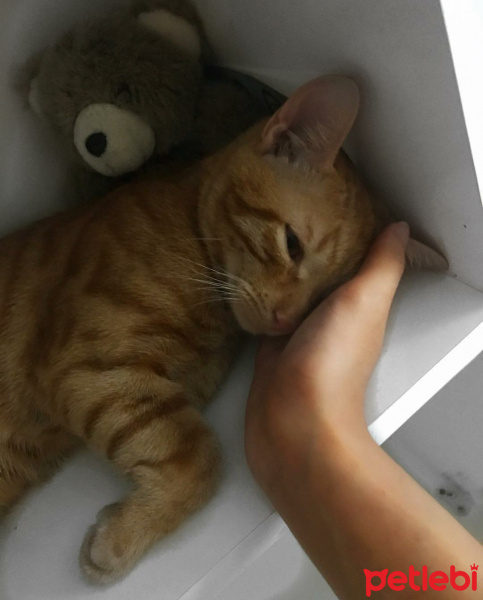 Tekir Kedi, Kedi  Ballı fotoğrafı
