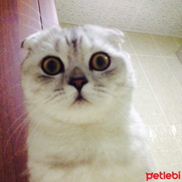 Scottish Fold, Kedi  PASHA fotoğrafı