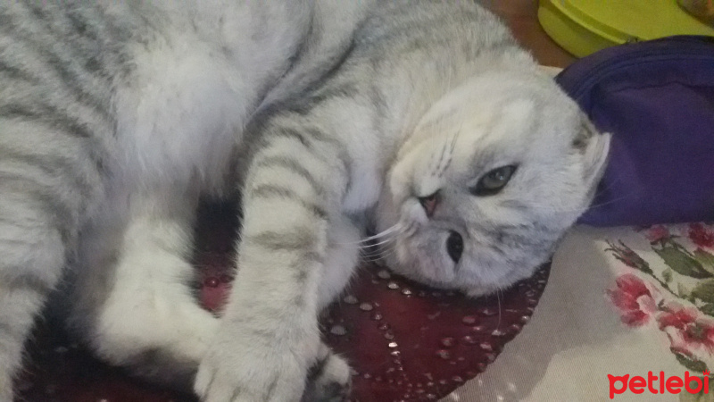 Scottish Fold, Kedi  PASHA fotoğrafı