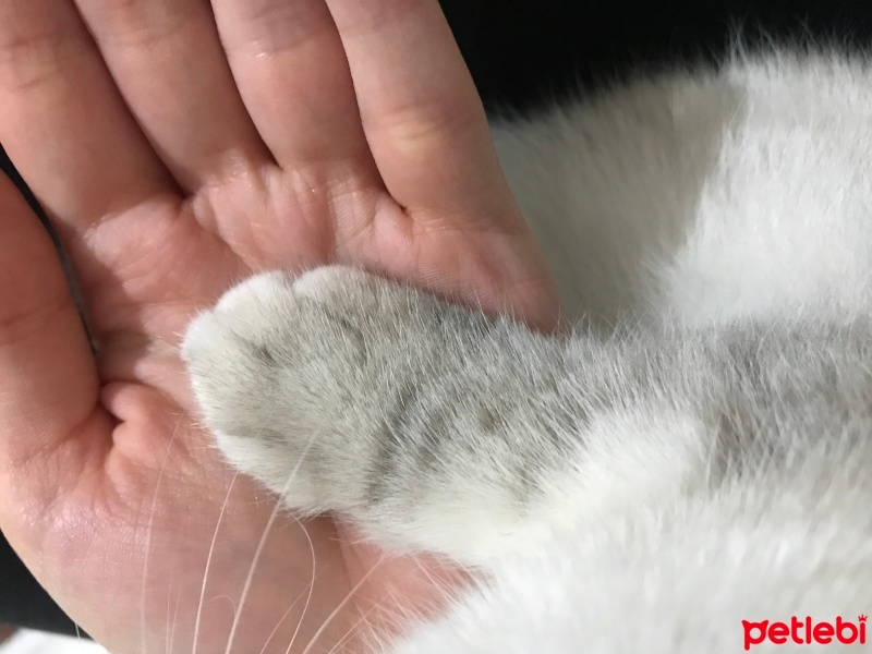 British Shorthair, Kedi  Gümüş fotoğrafı