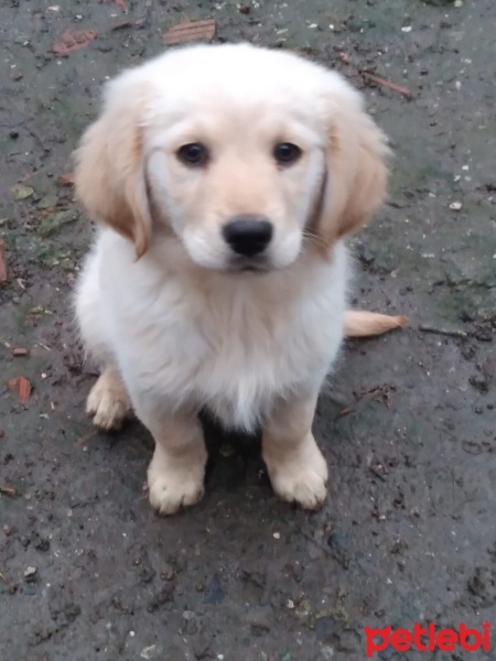 Golden Retriever, Köpek  Paşa fotoğrafı