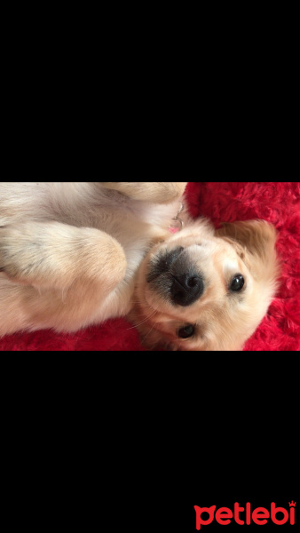 Golden Retriever, Köpek  İnci fotoğrafı