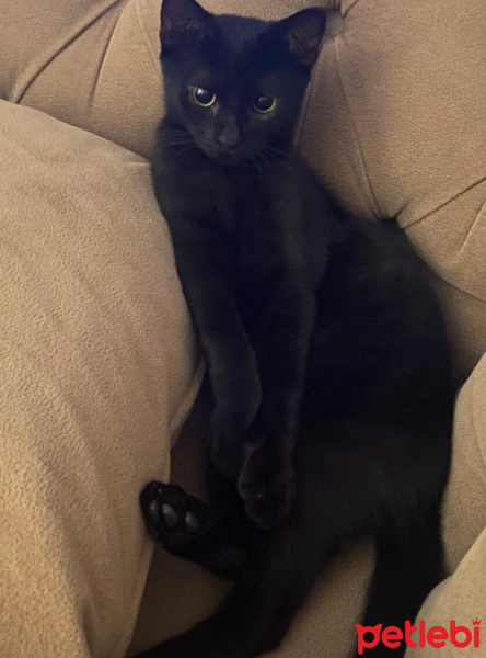 Bombay, Kedi  Şans fotoğrafı