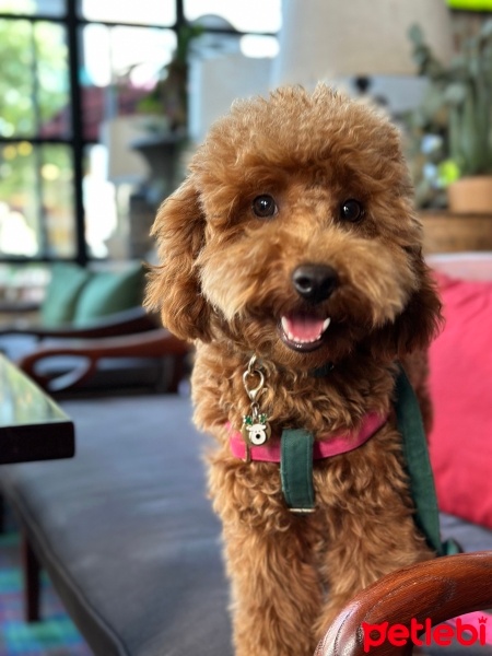 Poodle (Minyatür Kaniş), Köpek  Nacho fotoğrafı