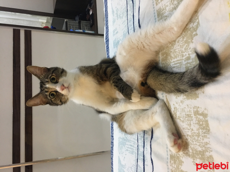 Tekir Kedi, Kedi  Aşk fotoğrafı