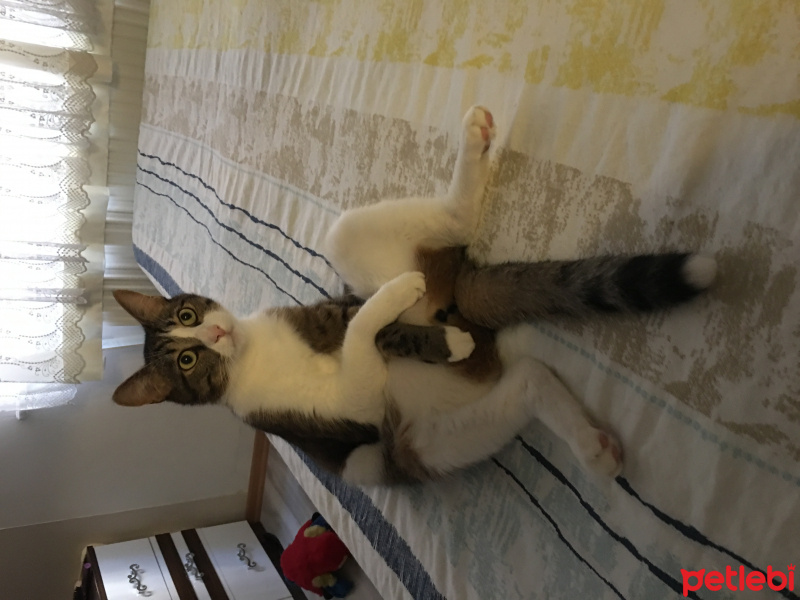 Tekir Kedi, Kedi  Aşk fotoğrafı