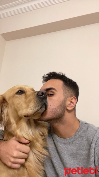Golden Retriever, Köpek  Leo fotoğrafı