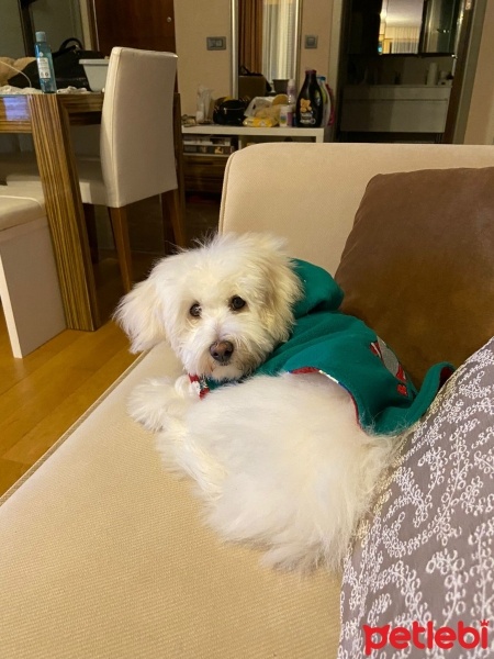 Maltese, Köpek  Düğme fotoğrafı