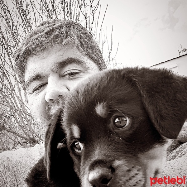 Rottweiler, Köpek  Hera fotoğrafı