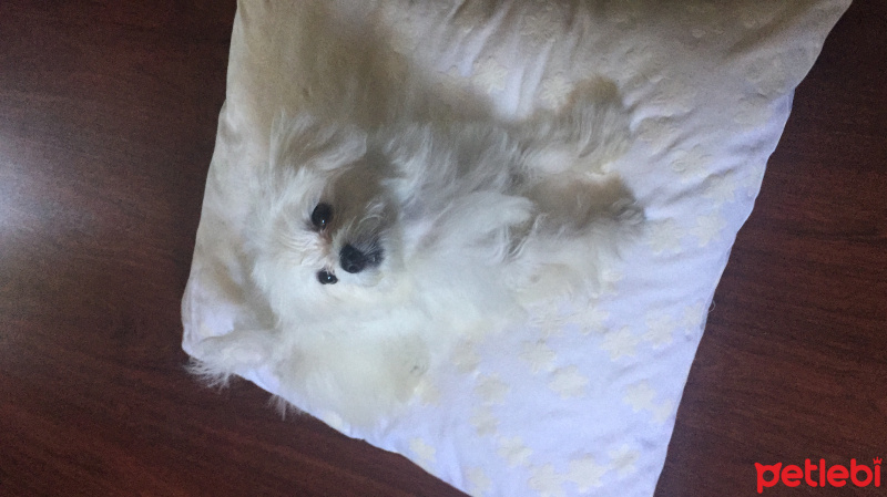 Maltese, Köpek  Pe fotoğrafı