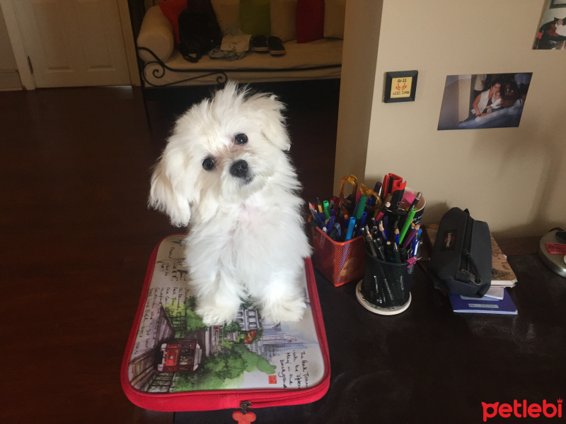 Maltese, Köpek  Pe fotoğrafı