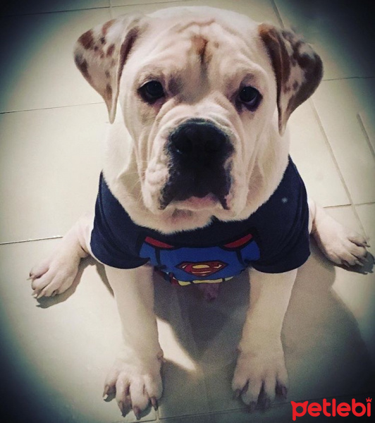 İngiliz Bulldog, Köpek  Mahmut fotoğrafı